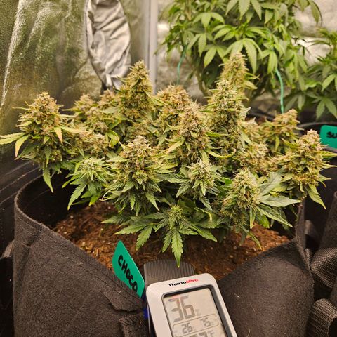 Chocolate mints og auto growlog photo: Choco and Doro are almost done 