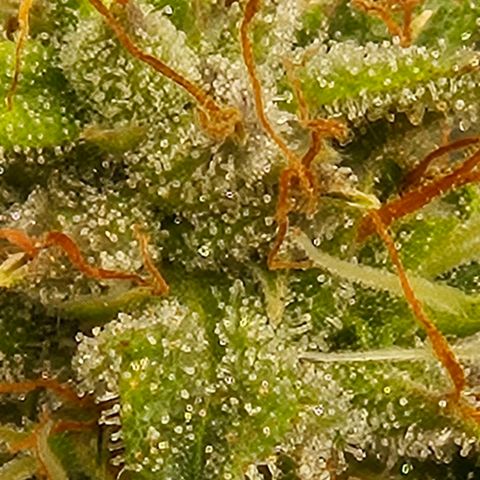 Chocolate mints og auto growlog photo: Lita and lope