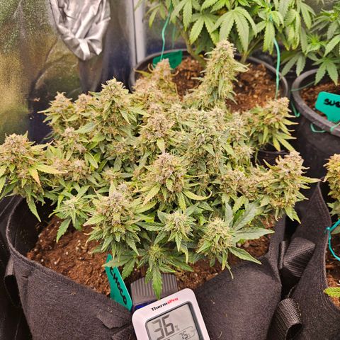 Chocolate mints og auto growlog photo: Choco and Doro are almost done 