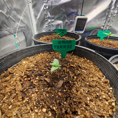 Red Velvet runtz  growlog timeline photo