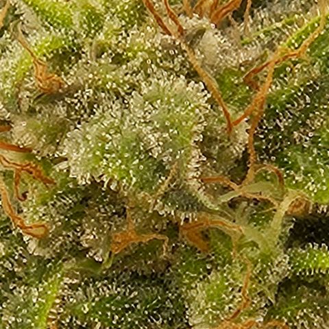 Chocolate mints og auto growlog photo: Lita and lope