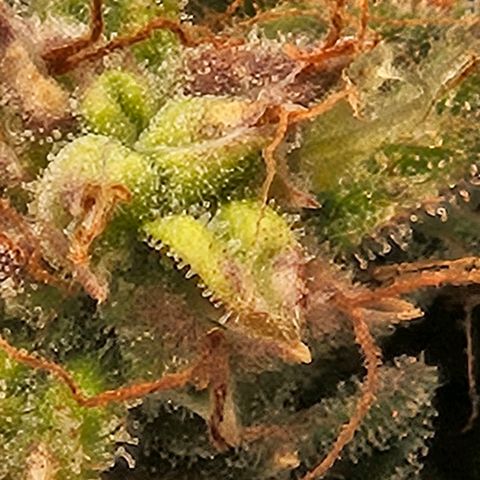 Chocolate mints og auto growlog photo: Choco and Doro 