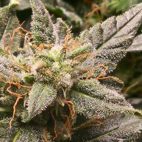 Chocolate mints og auto growlog timeline photo
