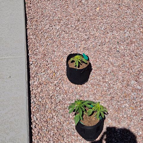 GREAT UNKNOWN  growlog timeline photo