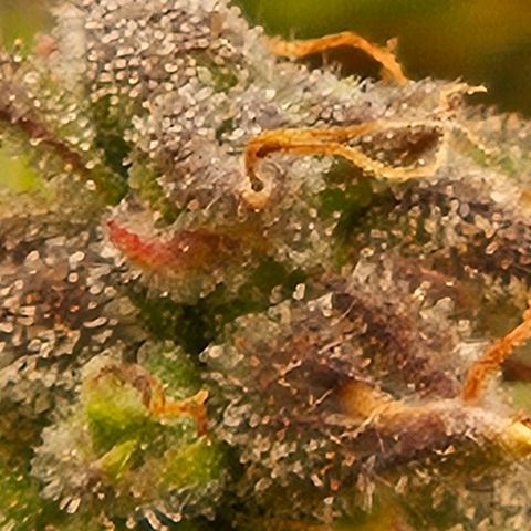Chocolate mints og auto growlog photo: Choco and Doro are almost done 