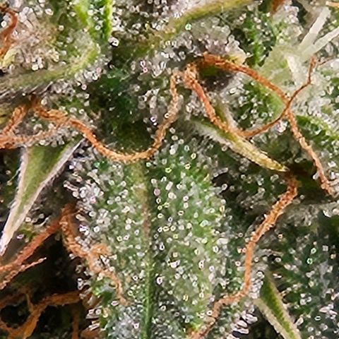 Chocolate mints og auto growlog photo: Lita and lope