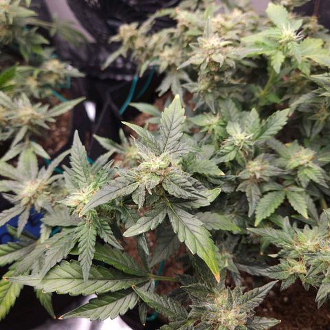 Chocolate mints og auto growlog timeline photo