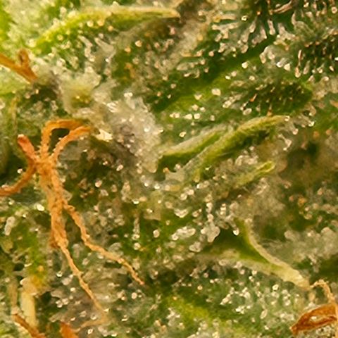 Chocolate mints og auto growlog photo: Lita and lope