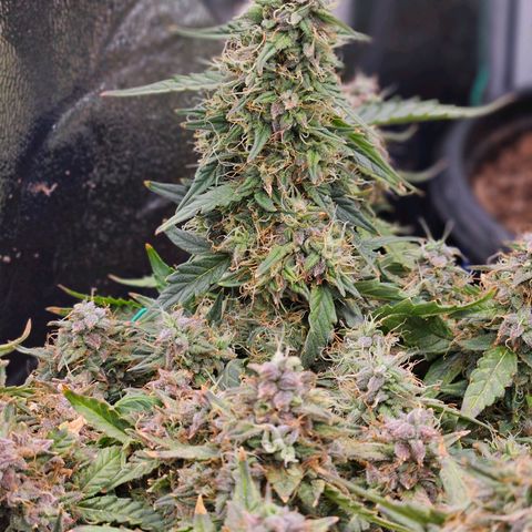 Chocolate mints og auto growlog timeline photo