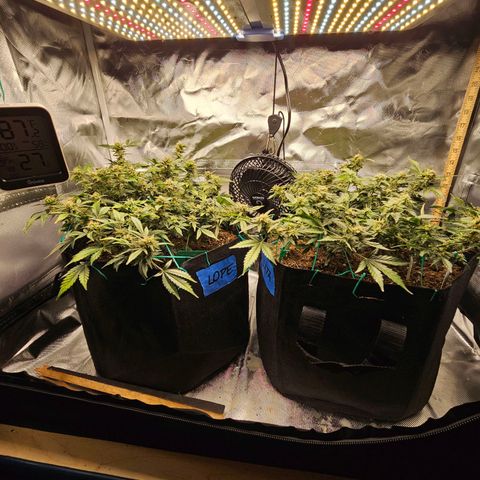 Chocolate mints og auto growlog timeline photo