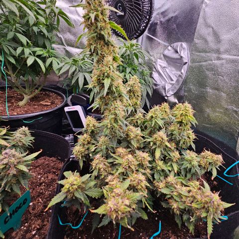 Chocolate mints og auto growlog timeline photo