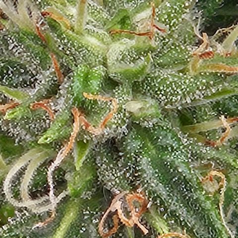 Chocolate mints og auto growlog photo: Choco and Doro are almost done 