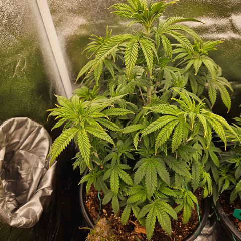 Shango church growlog photo: Day after trim and feed