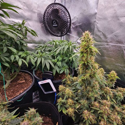 Chocolate mints og auto growlog timeline photo
