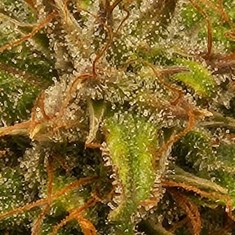 Chocolate mints og auto growlog photo: Lita and lope