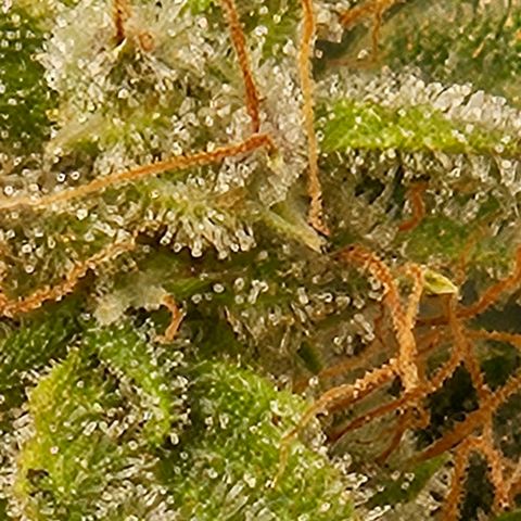 Chocolate mints og auto growlog photo: Lita and lope