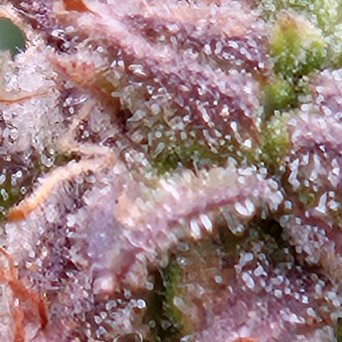 Chocolate mints og auto growlog timeline photo