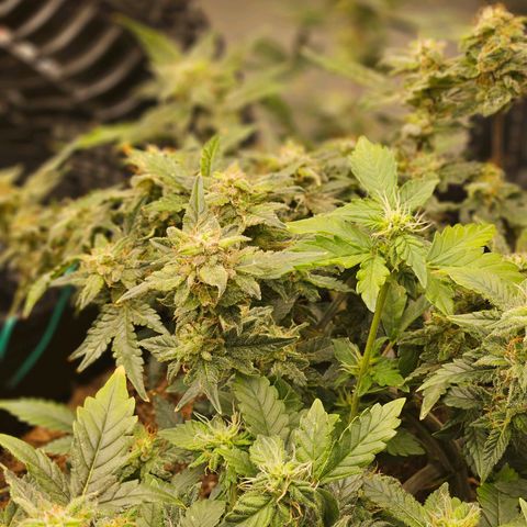 Chocolate mints og auto growlog timeline photo