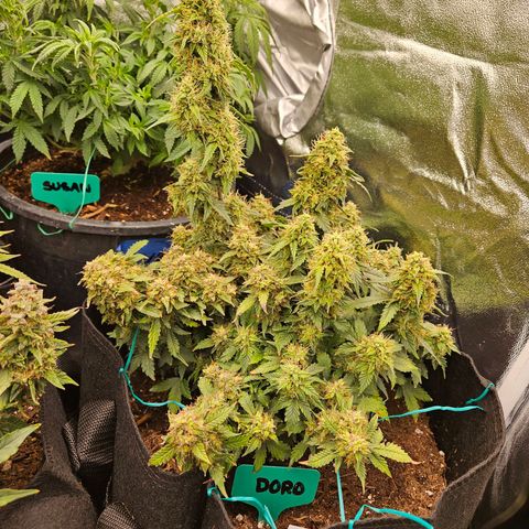 Chocolate mints og auto growlog photo: Choco and Doro are almost done 