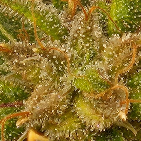 Chocolate mints og auto growlog photo: Lita and lope