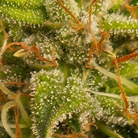 Chocolate mints og auto growlog photo: Lita and lope