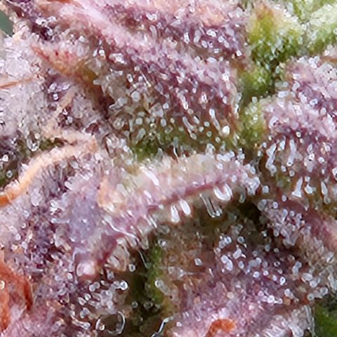 Chocolate mints og auto growlog timeline photo