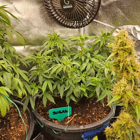 Shango church growlog photo: Day after trim and feed