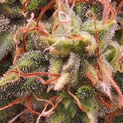 Chocolate mints og auto growlog timeline photo