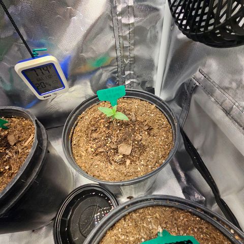 Red Velvet runtz  growlog timeline photo