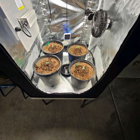 Red Velvet runtz  growlog timeline photo