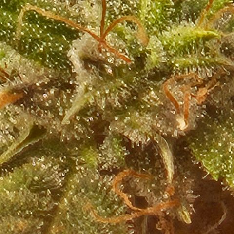 Chocolate mints og auto growlog photo: Lita and lope 