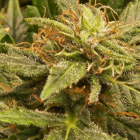 Chocolate mints og auto growlog timeline photo