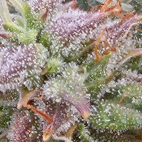 Chocolate mints og auto growlog timeline photo