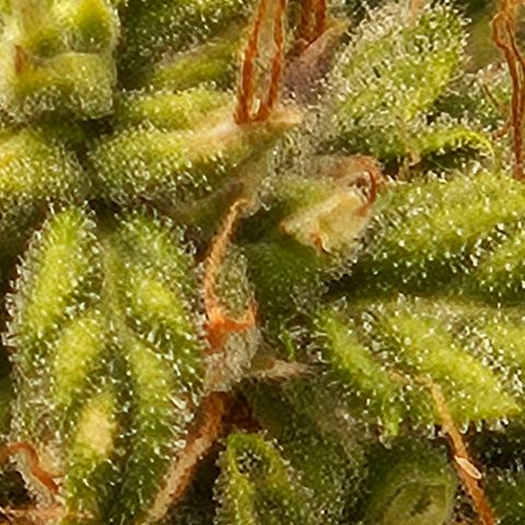 Chocolate mints og auto growlog photo: Choco and Doro 
