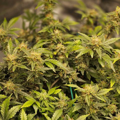 Chocolate mints og auto growlog timeline photo