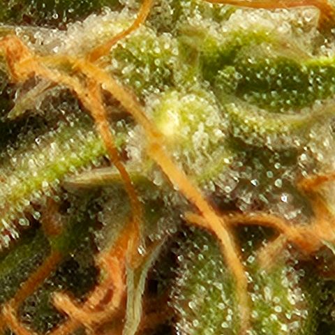 Chocolate mints og auto growlog photo: Lita and lope