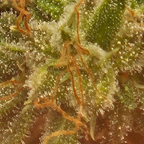 Chocolate mints og auto growlog photo: Lita and lope 