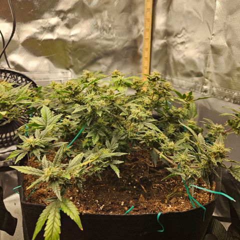 Chocolate mints og auto growlog photo: Lita and lope 