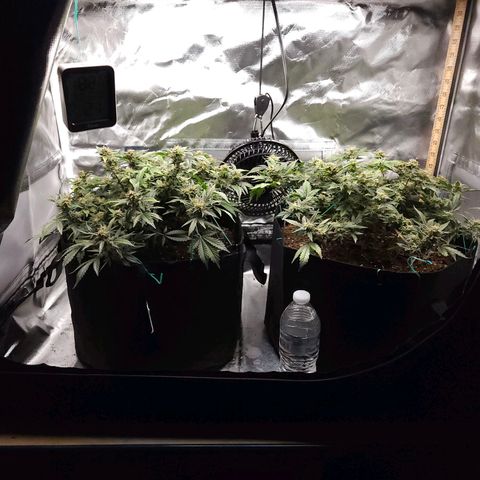 Chocolate mints og auto growlog photo: Lita and lope