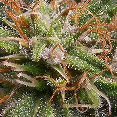 Chocolate mints og auto growlog photo: Lita and lope