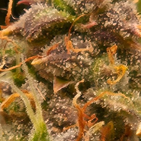 Chocolate mints og auto growlog photo: Choco and Doro are almost done 