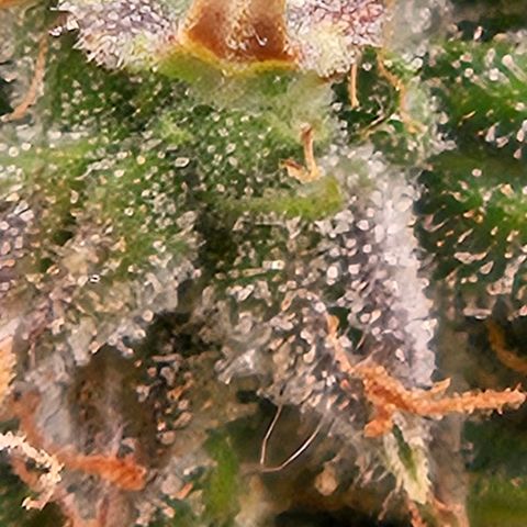 Chocolate mints og auto growlog photo: Choco and Doro are almost done 