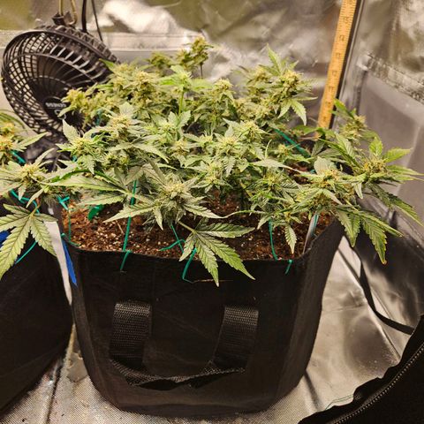 Chocolate mints og auto growlog timeline photo