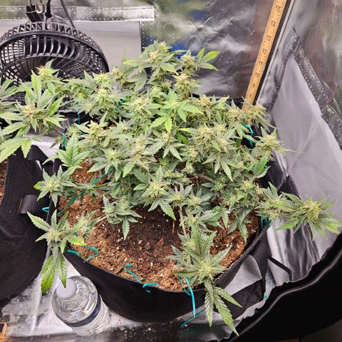 Chocolate mints og auto growlog photo: Lita and lope 