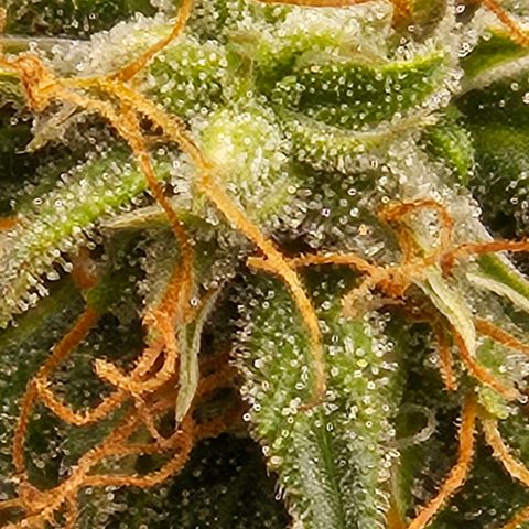 Chocolate mints og auto growlog photo: Lita and lope