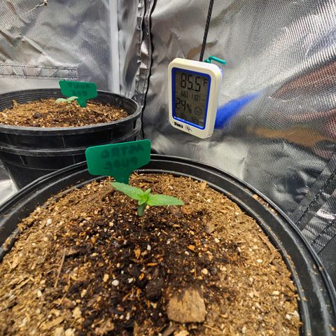 Red Velvet runtz  growlog timeline photo