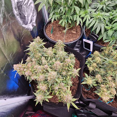 Chocolate mints og auto growlog timeline photo
