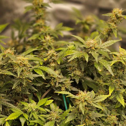 Chocolate mints og auto growlog timeline photo
