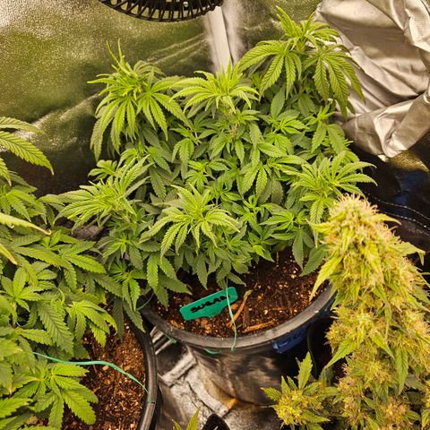 Shango church growlog photo: Day after trim and feed