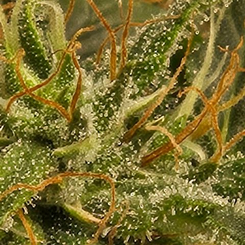 Chocolate mints og auto growlog photo: Lita and lope 